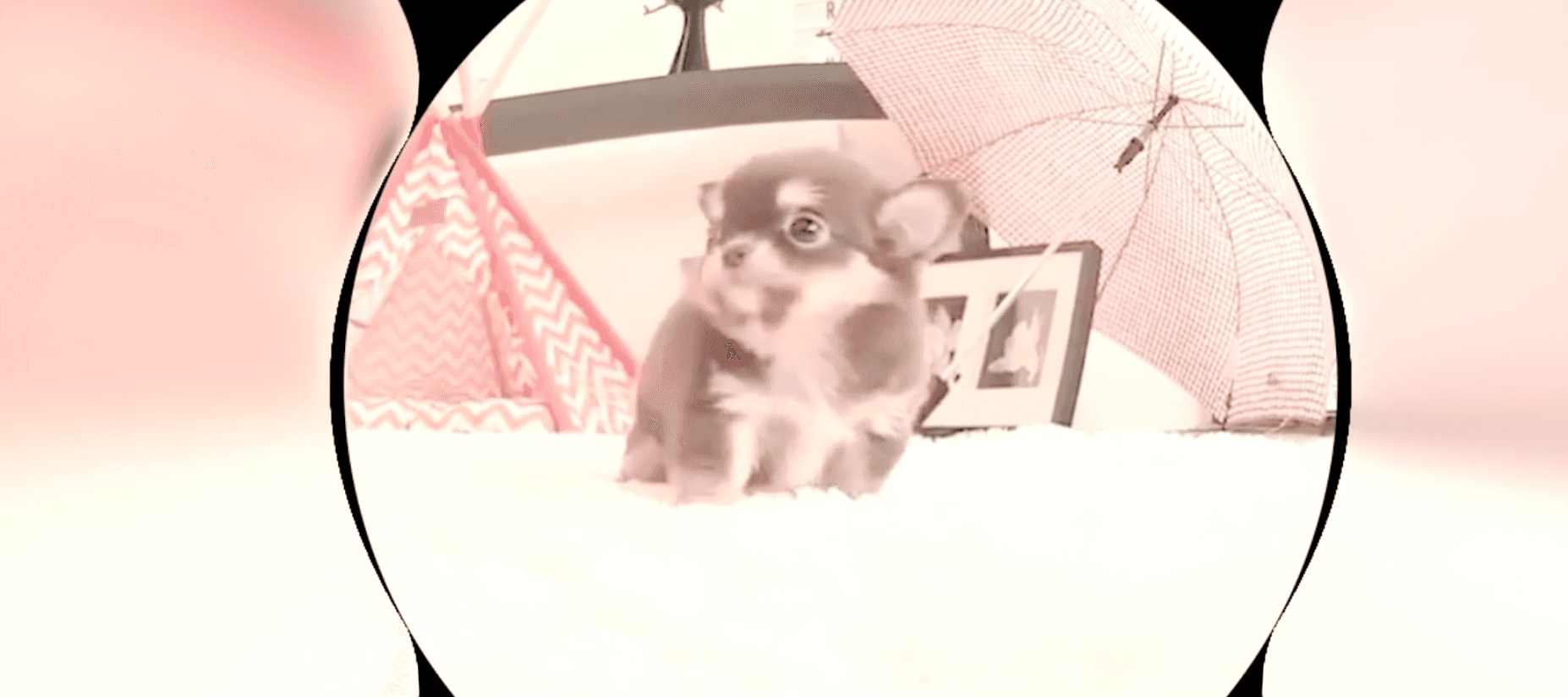 Cute dog in circular frame - the final collapse into comfort